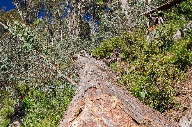 large-fallen-tree
