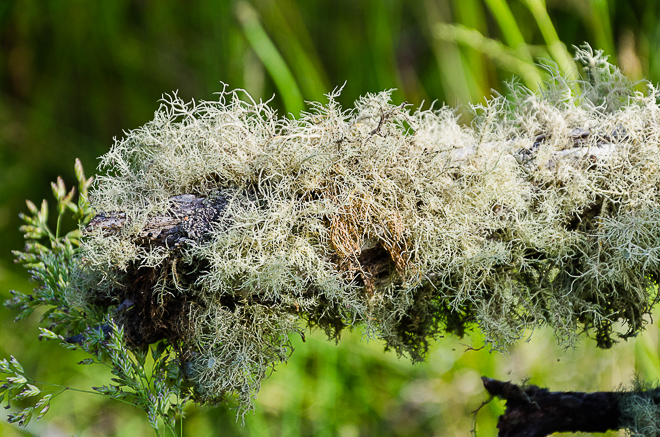 moss-on-timber