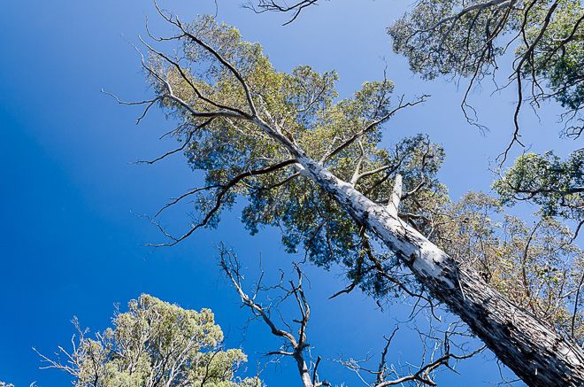 mountain-ash-eucalyptus-regnans