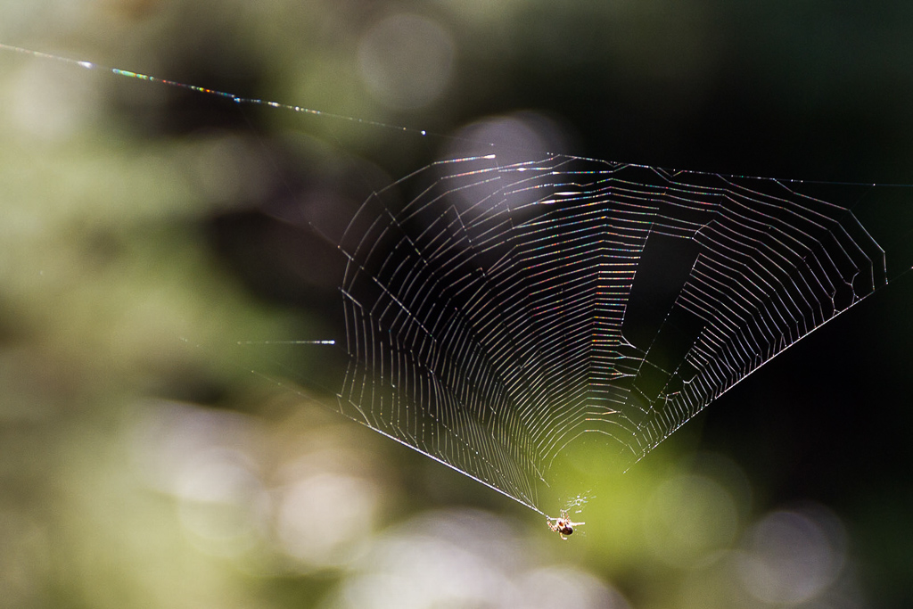 Spider-in-web