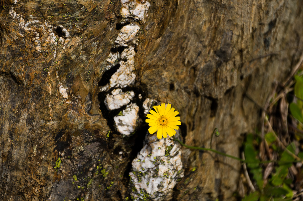 alpine-flower-on-rock
