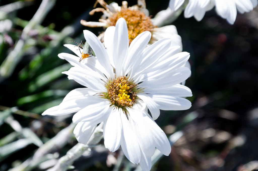 alpine-wild-flower