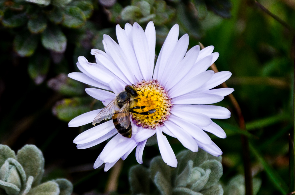bee-on-wild-flower