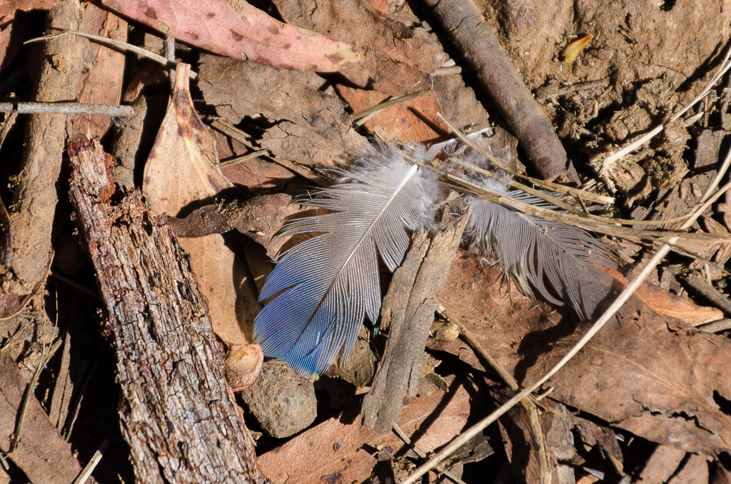 blue-feather-on-ground