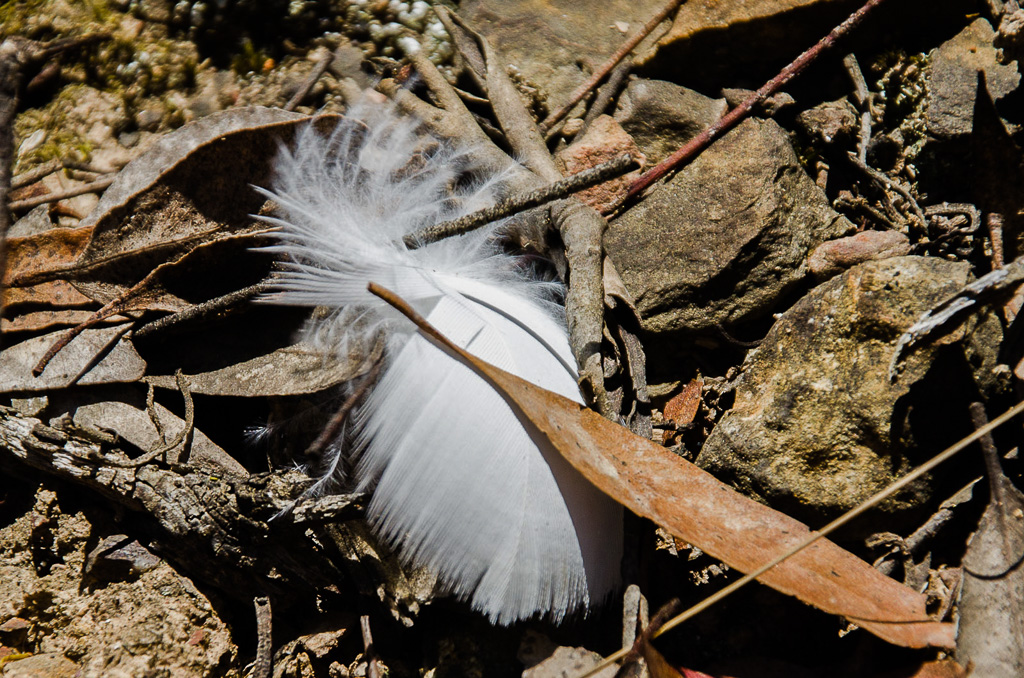 cockatoo-feather-on-ground-steiglitz