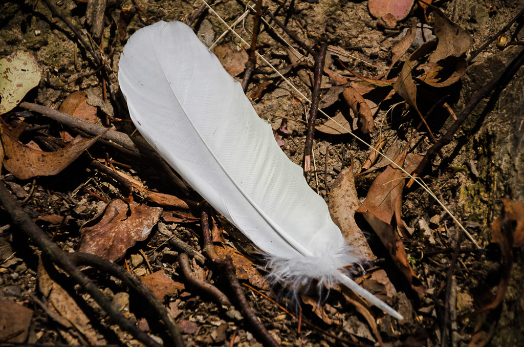 cockatoo-feather-steiglitz