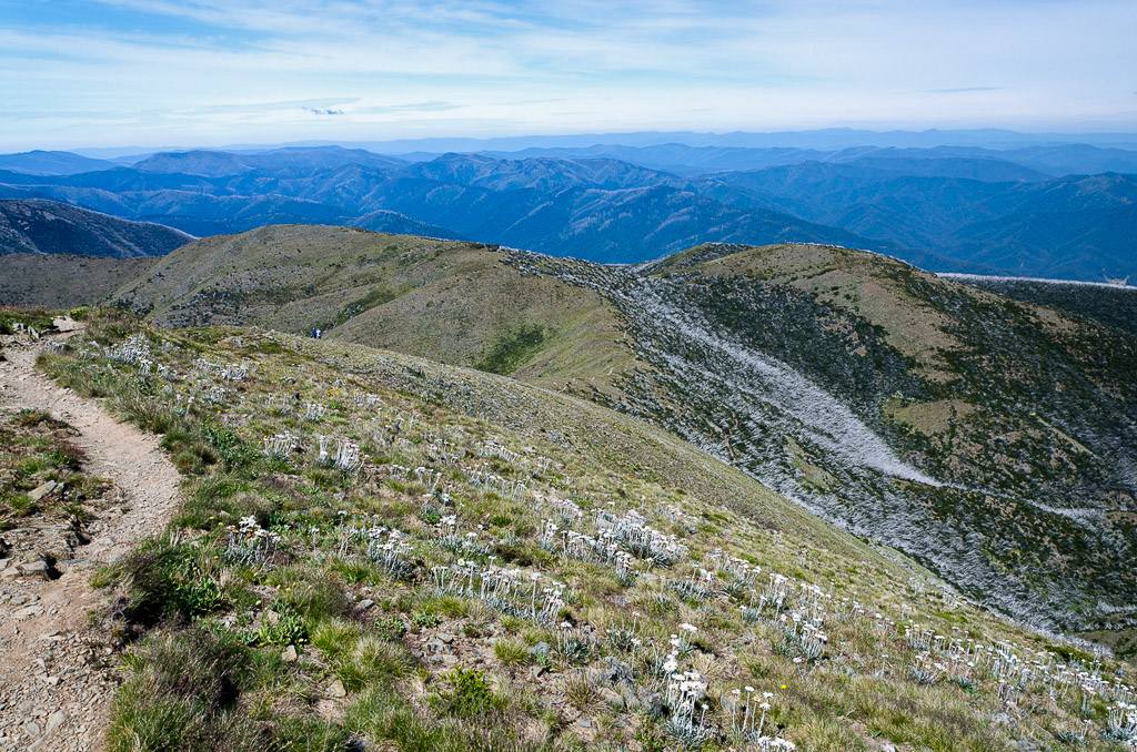 descending-path-from-Mt-Feathertop