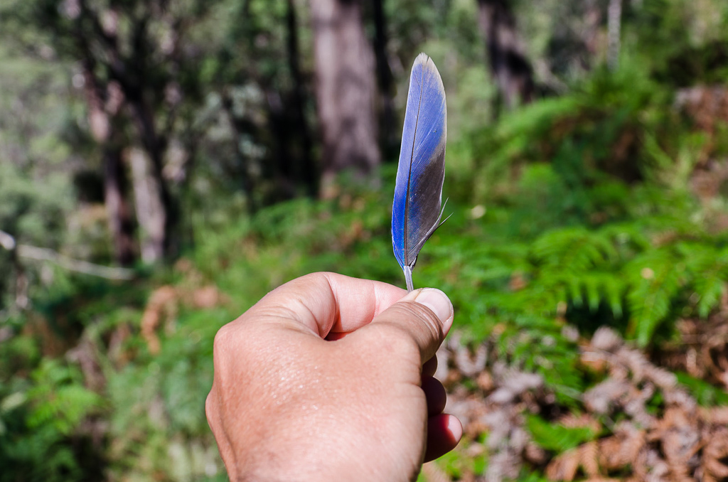holding-blue-feather