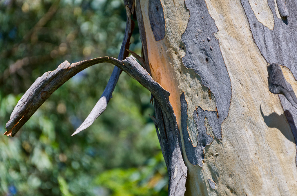 peeling-bark-eucalypt-tree