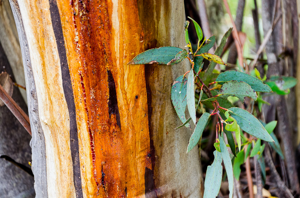 sap-on-eucalyptus-tree