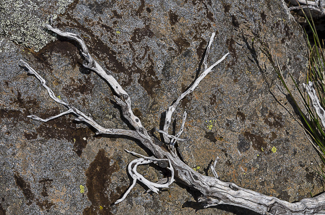 white-branch-against-rock