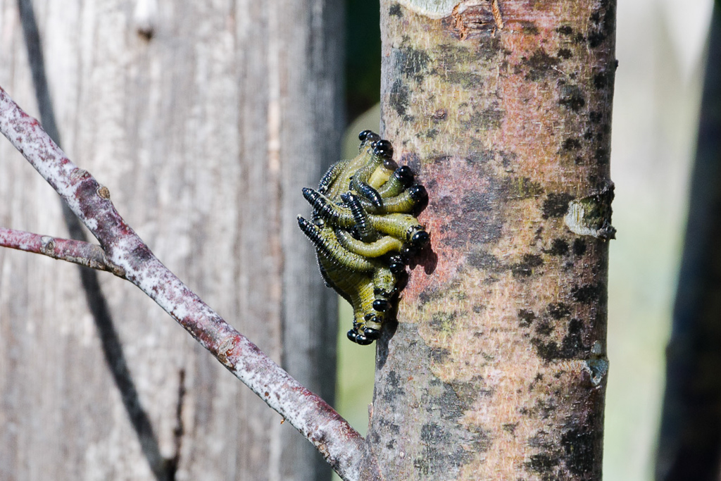 caterpillars-on-eucalyptus