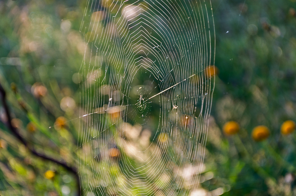 spider-web-but-no-spider