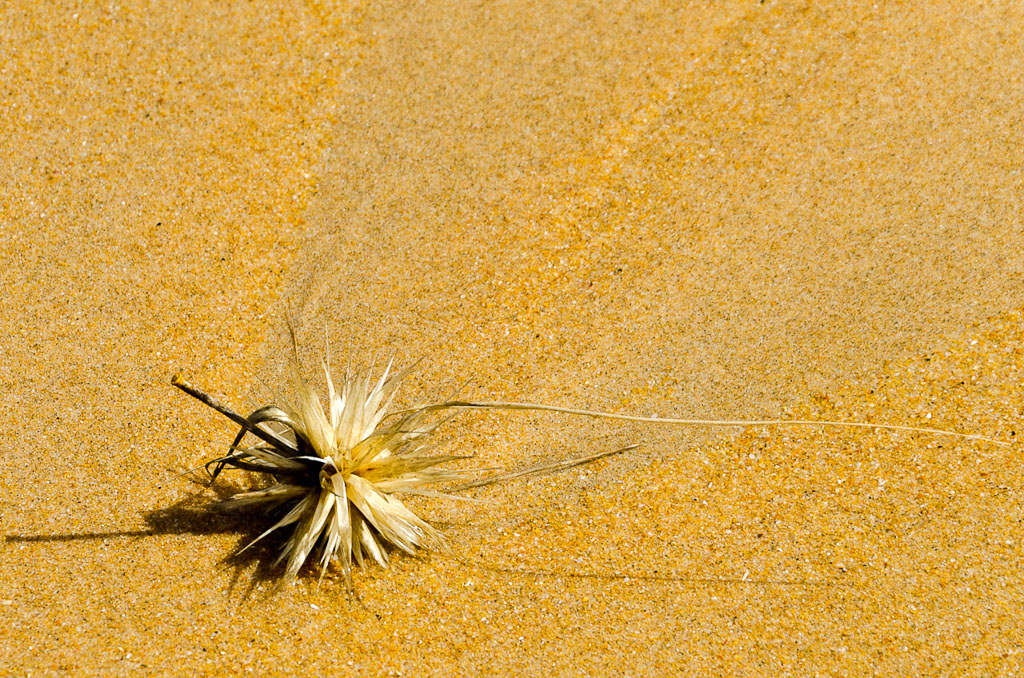 grass-baxters-beach