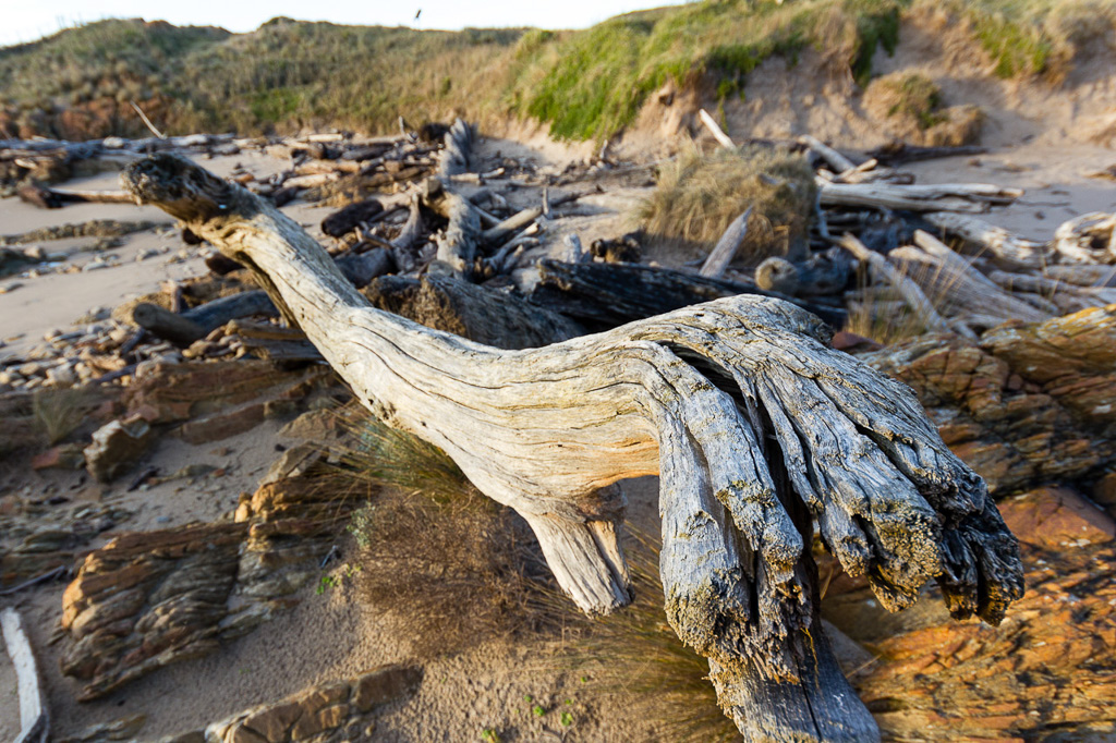 driftwood-gardiner-point
