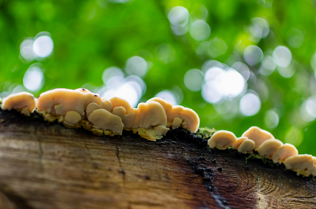 fungi-on-log-dandenongs