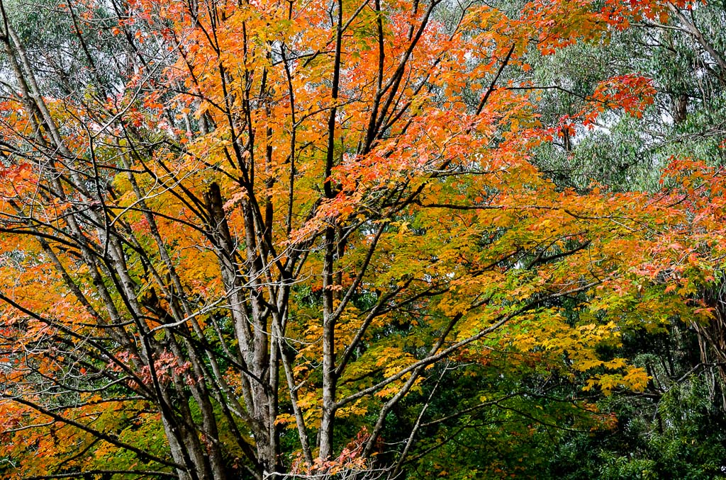 oak-trees-mt-dandenong-arboretum