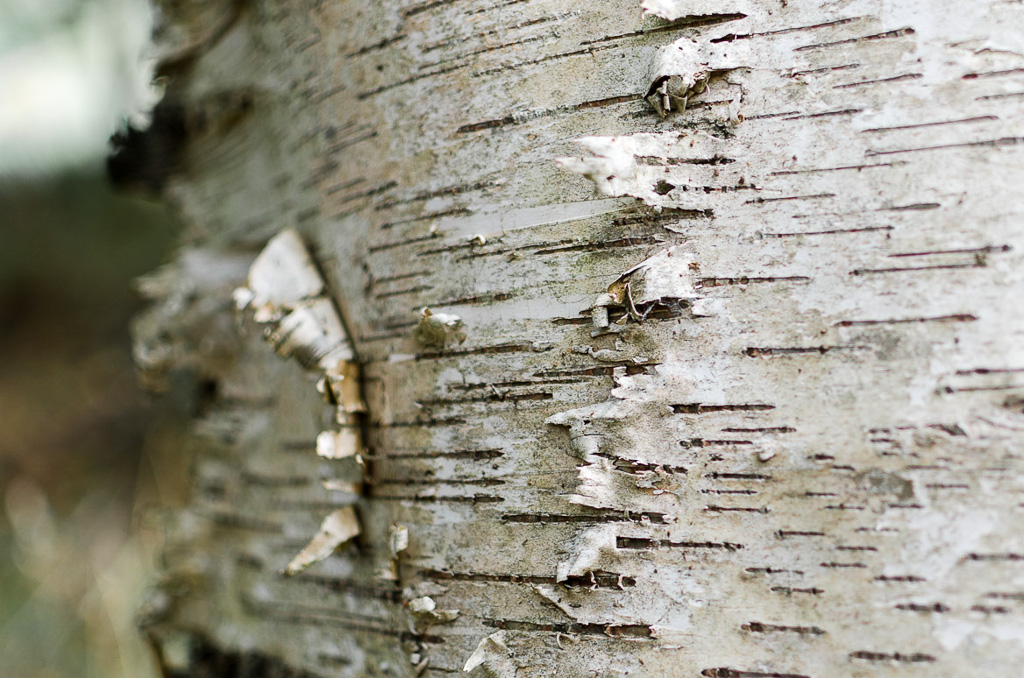 silver-birch-tree-trunk-dandenong-ranges