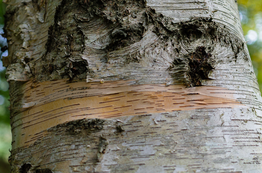 silver-birch-tree-trunk