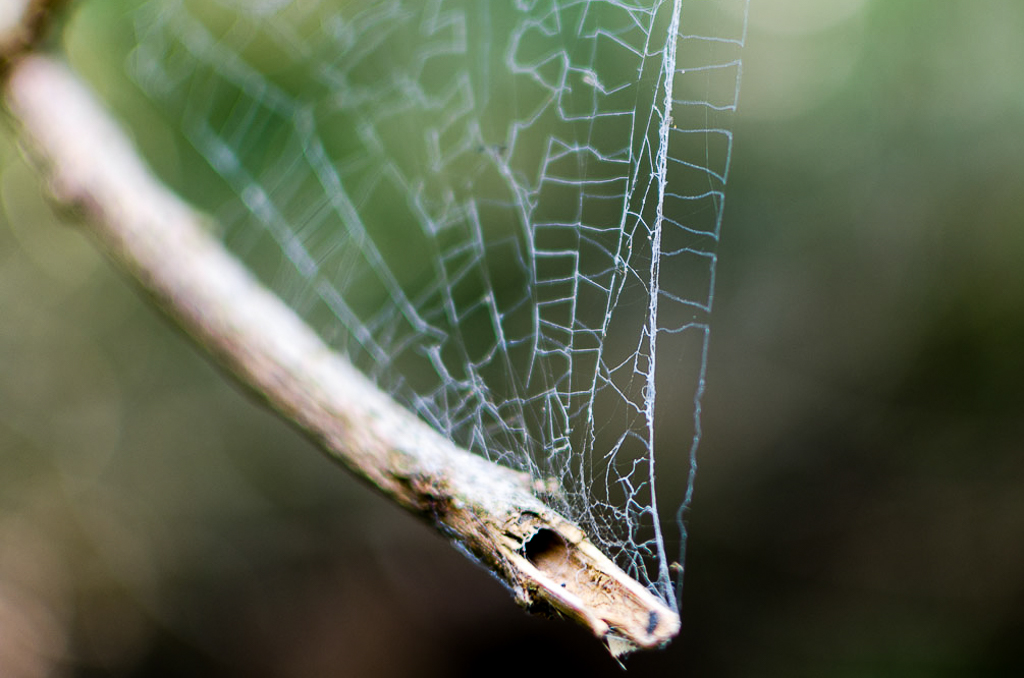 spider-web-on-branch