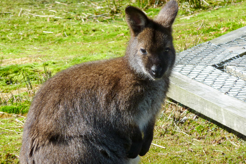 wallaby-overland-track