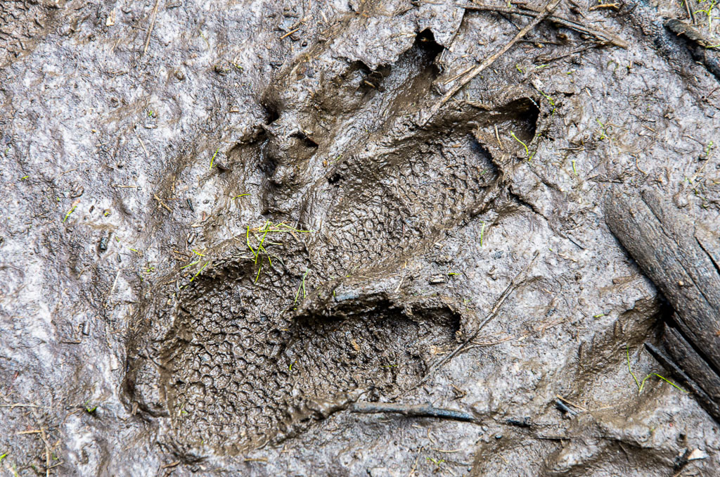 emu-footprint-in-mud