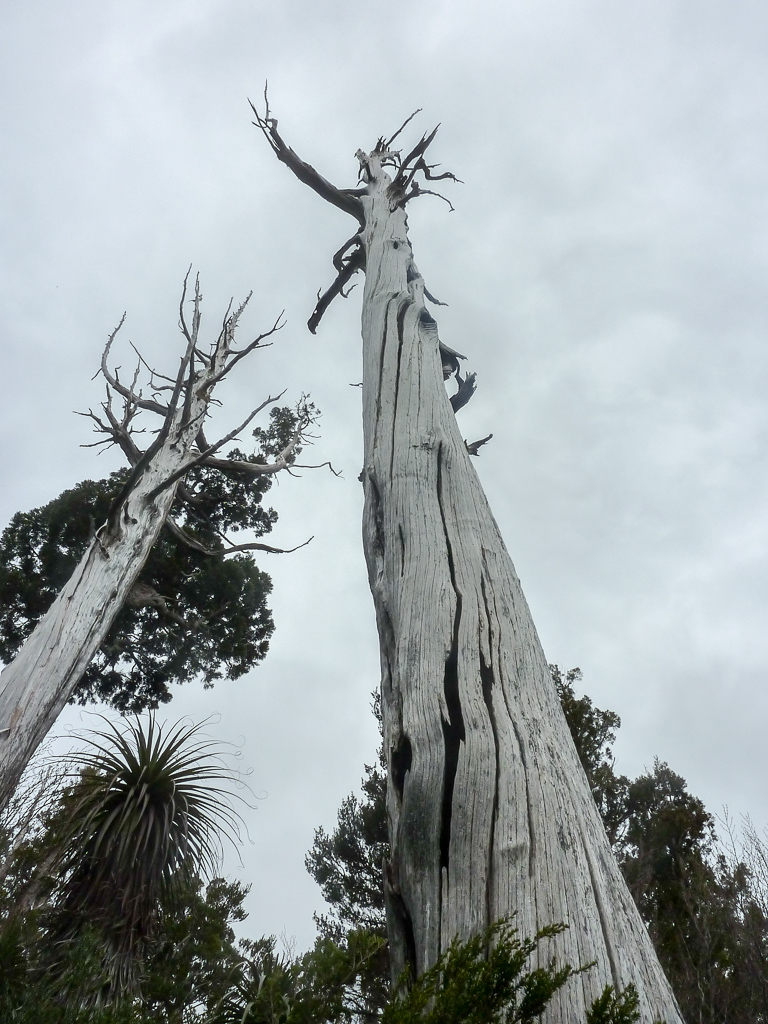 large-bare-tree-overland-track-tasmania
