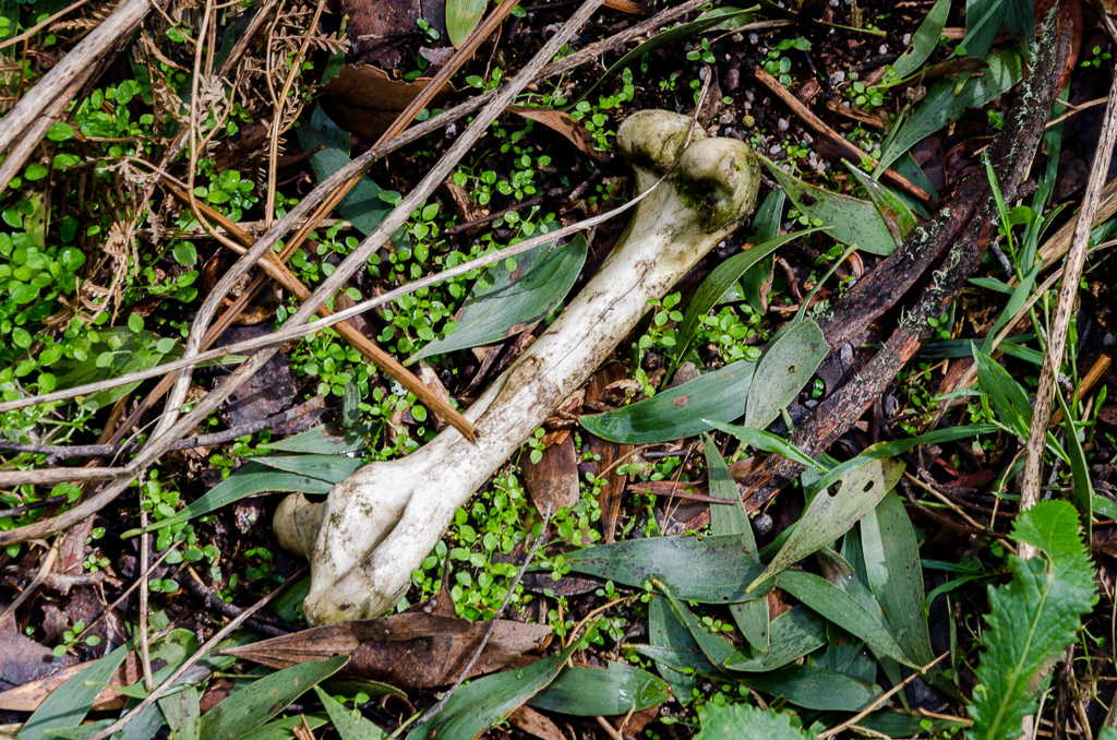 bone-on-ground-langi-ghiran-state-park