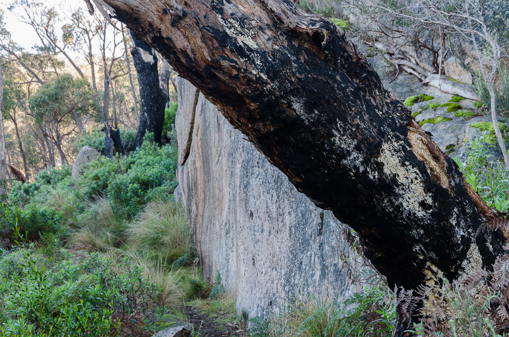 burnt-tree-and-granite-cliff