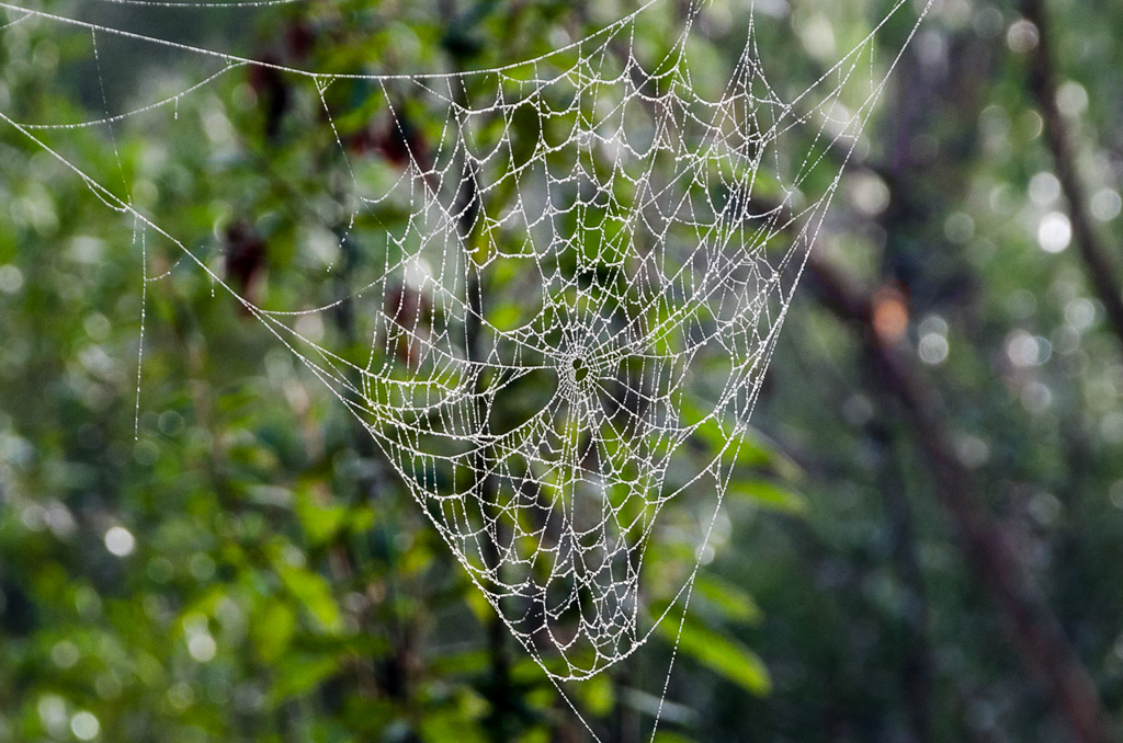 cobweb-in-tree