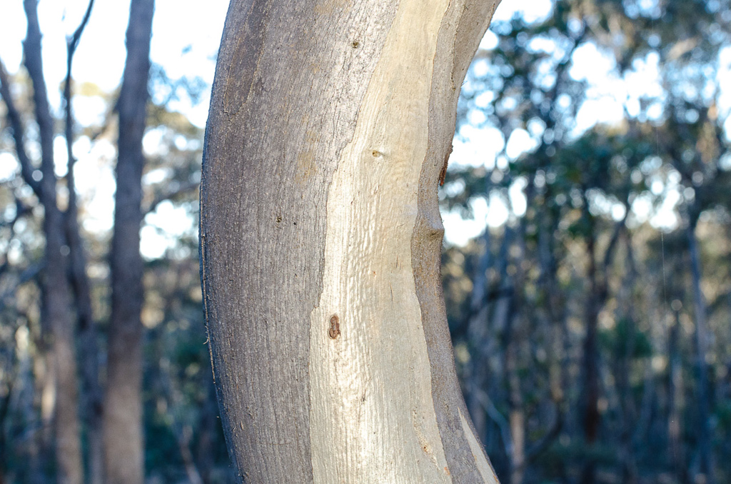 eucalyptus-at-steiglitz-historic-park