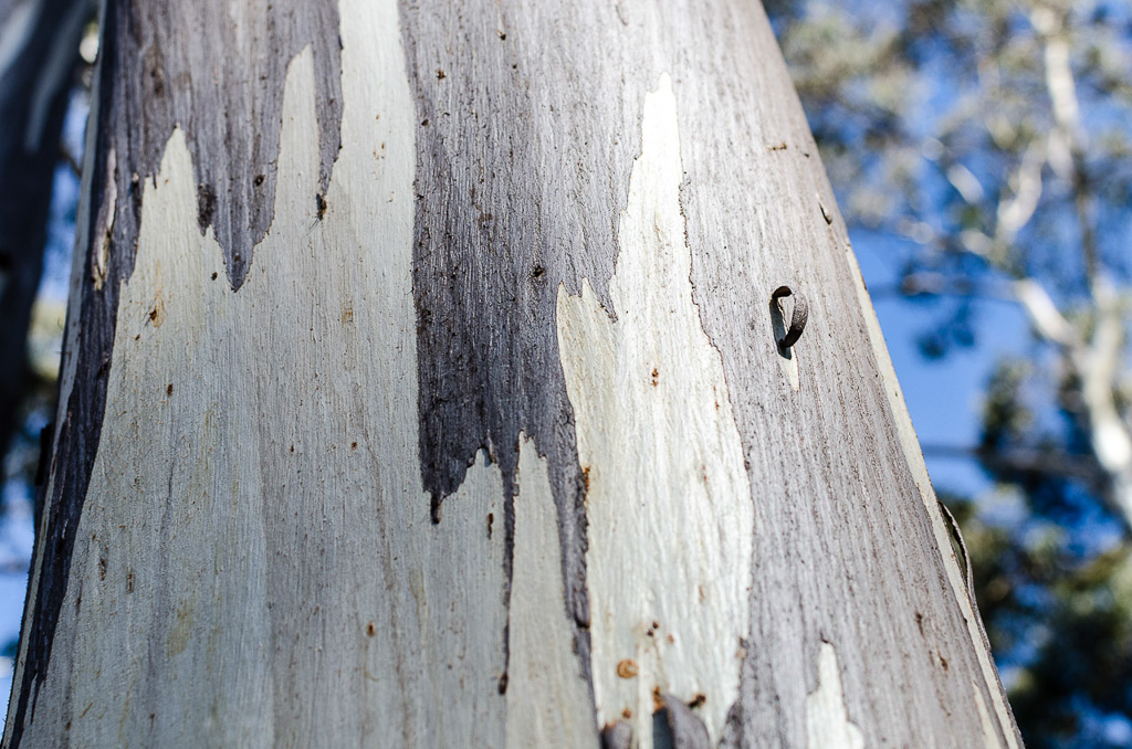 eucalyptus-steiglitz-historic-park