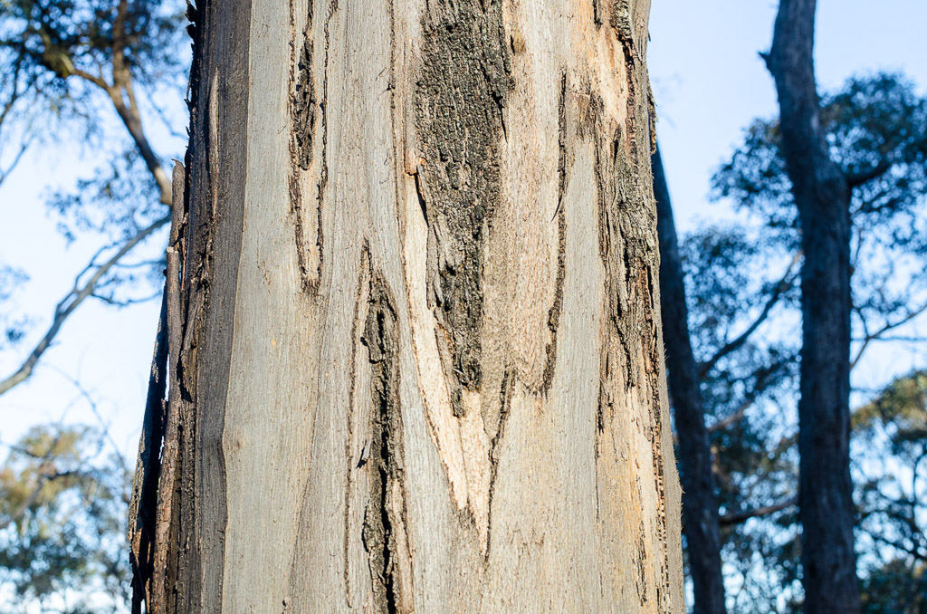 eucalyptus-steiglitz-historic