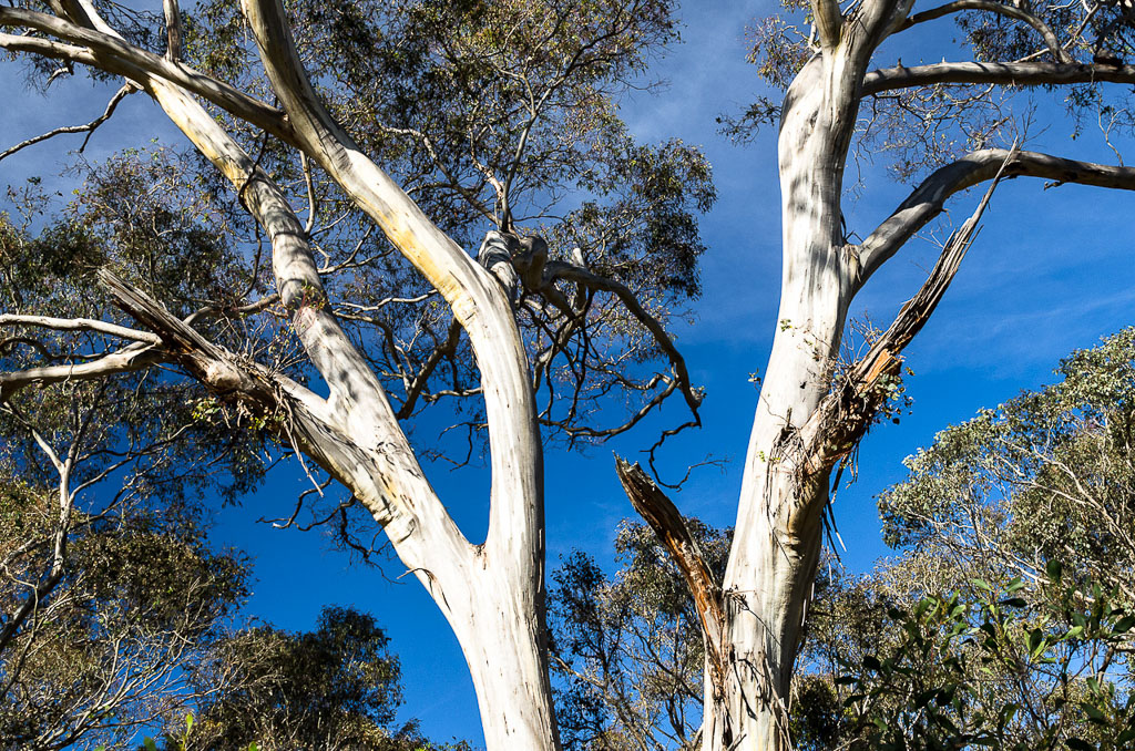 eucalyptus-trees-at-steiglitz-historic-park