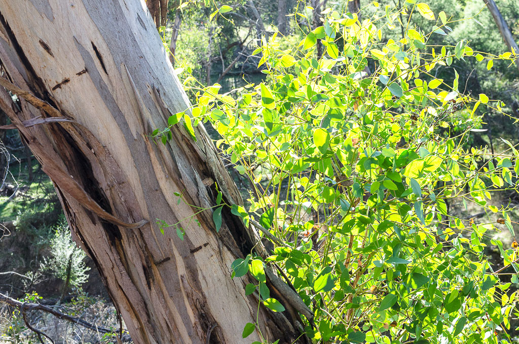eucalyptus-trees-at-steiglitz-historic
