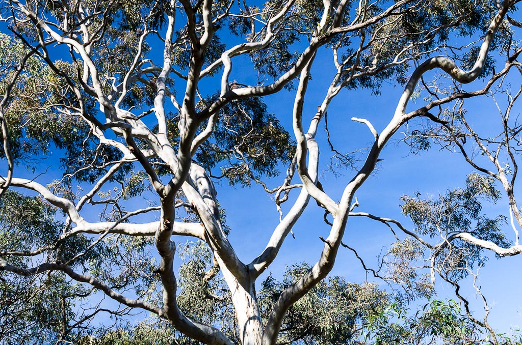 eucalyptus-trees-at-steiglitz