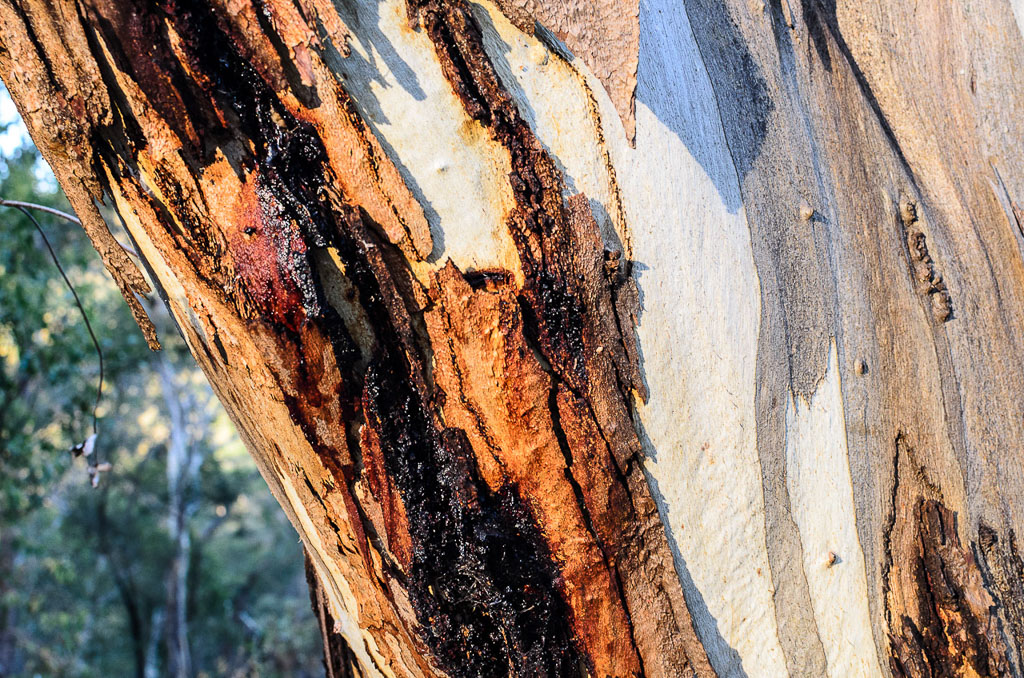 eucalyptus-with-sap-steiglitz-historic-park