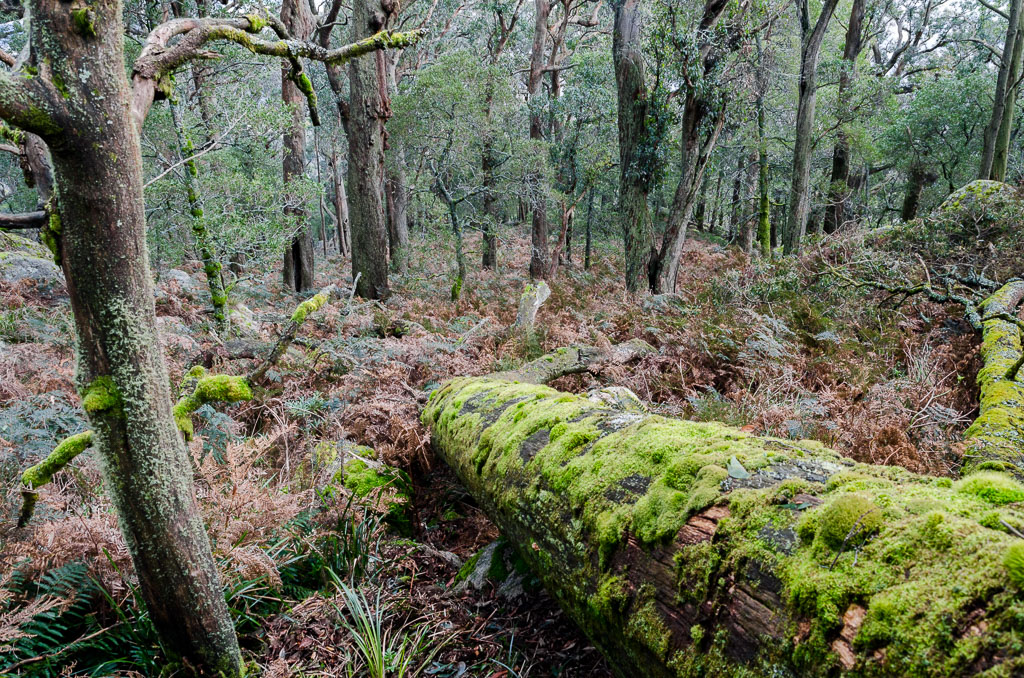 ferns-and-fallen-trees-below-mount-langi-ghiran