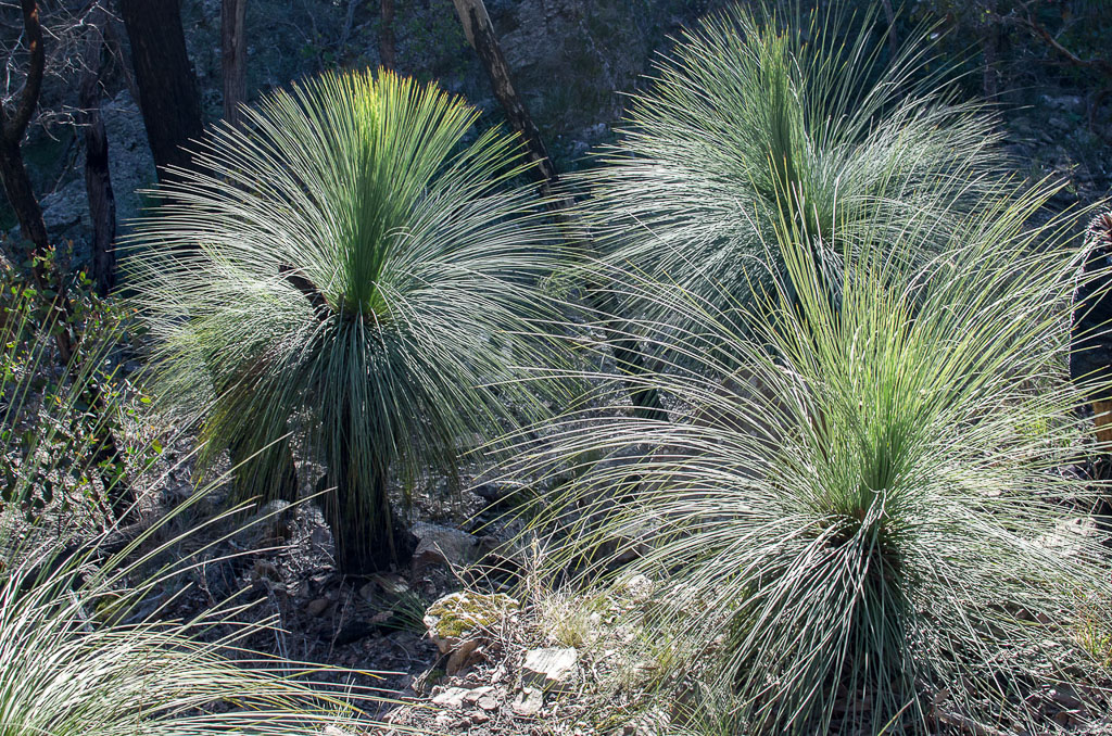 grass-trees-banksia-track