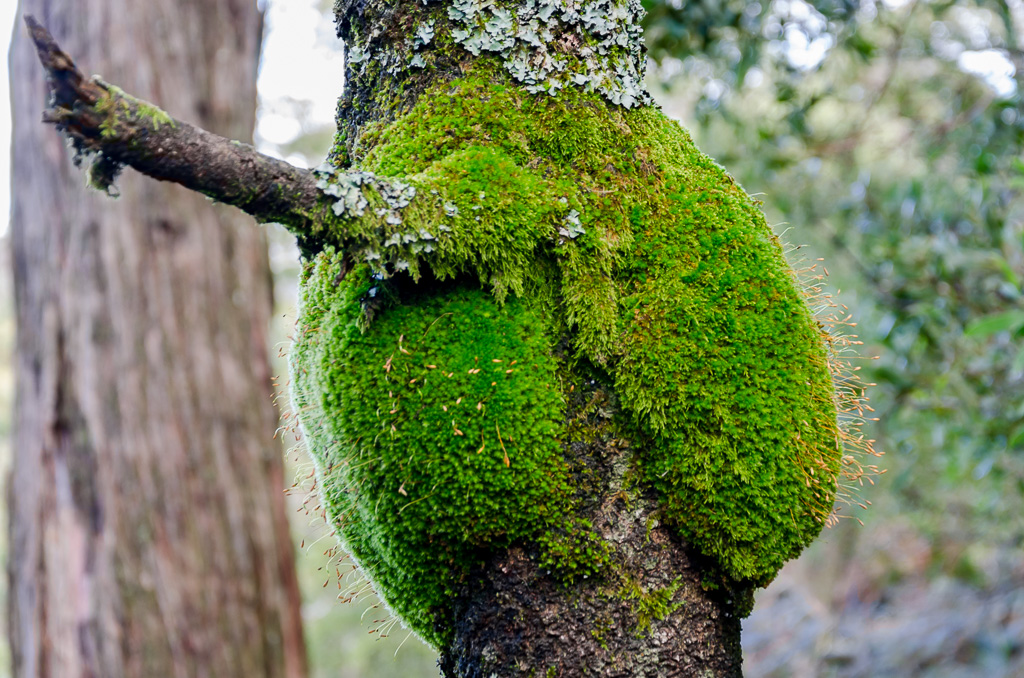 moss-on-tree