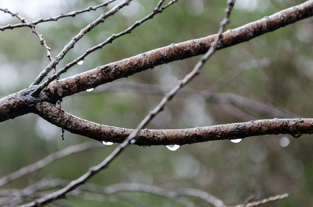 water-droplets-on-branch