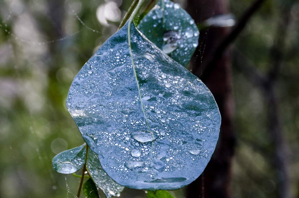 water-droplets-on-leaf
