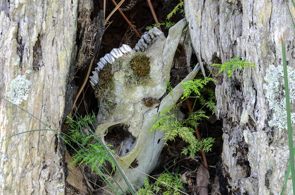 animal-skull-in-tree-trunk
