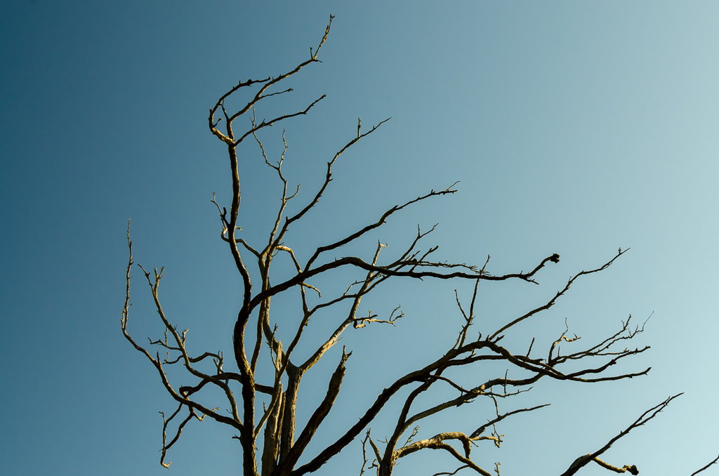 eucalypt-branches-morning-light
