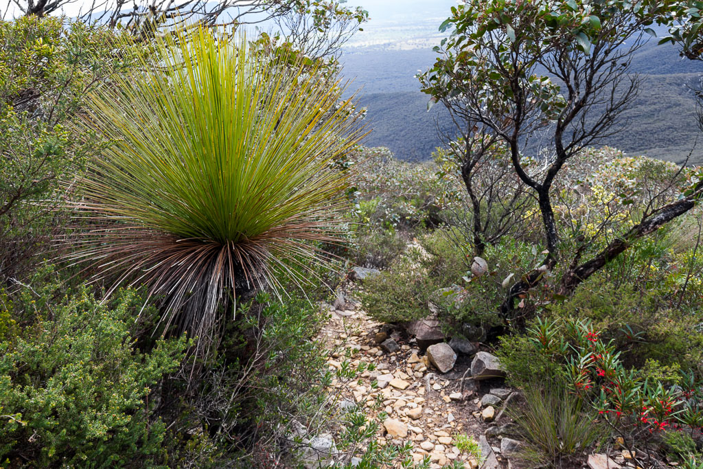 grass-trees-next-to-mount-abrupt-track