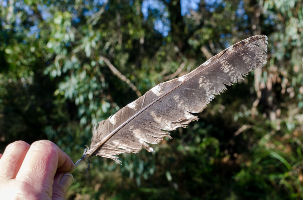 kookaburra-feather