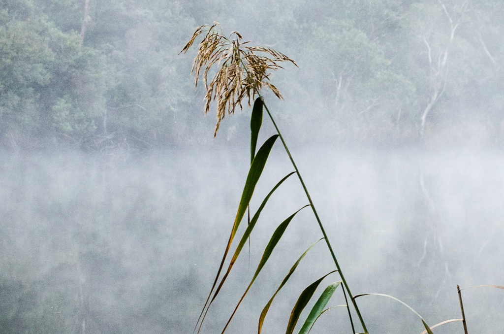 reed-and-mist-on-glenelg-river