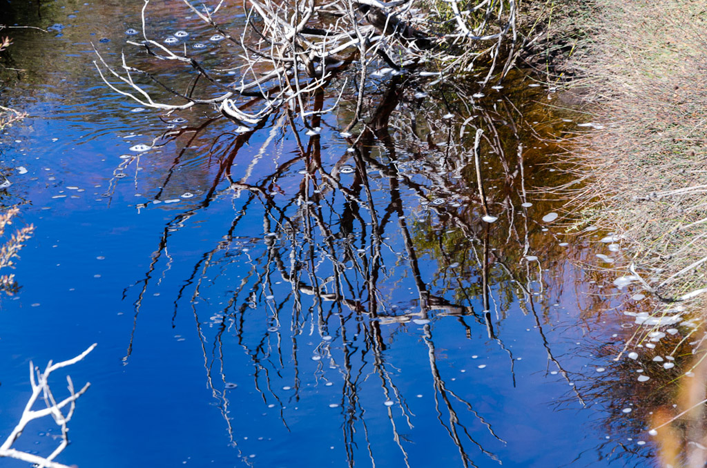 reflections-tree-in-water