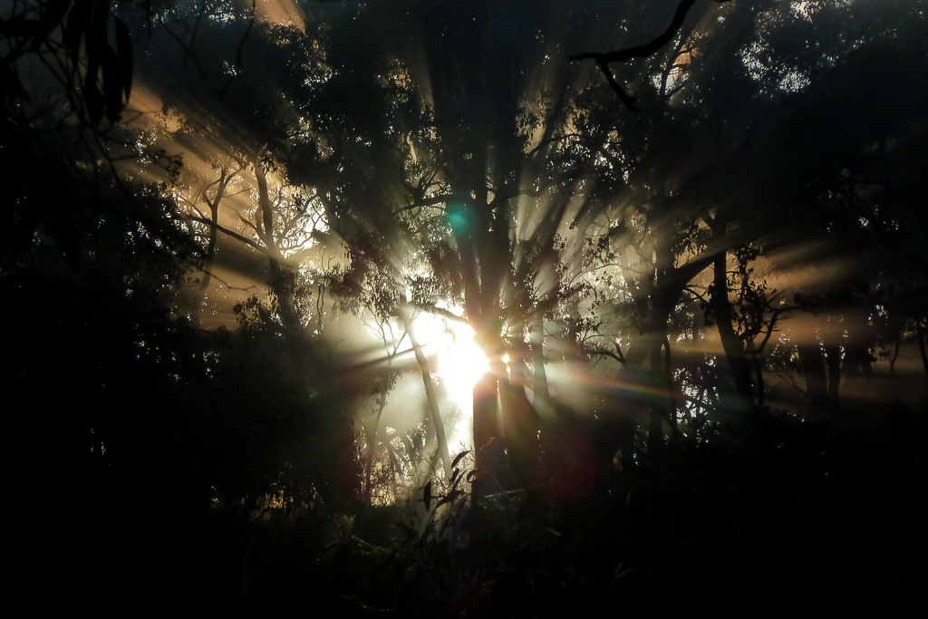 rising-sunlight-through-trees