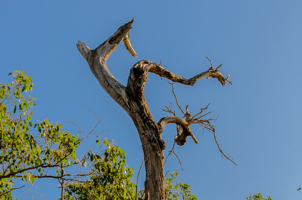 twisted-tree-branch